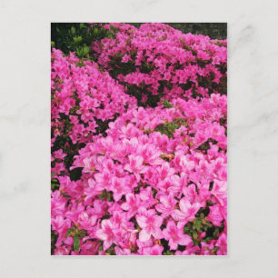 Azaleas Vykort