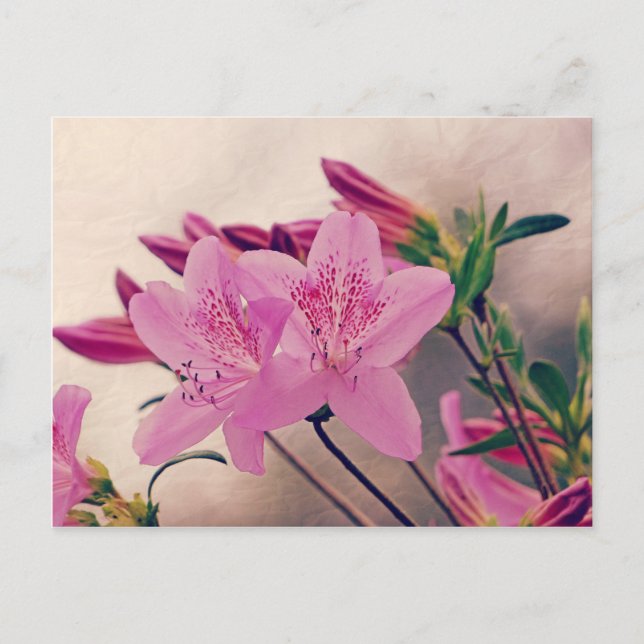 Azaleas Vykort (Framsida)