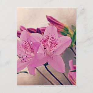 Azaleas Vykort