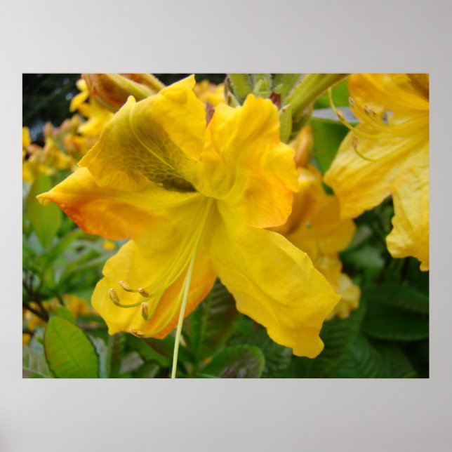 AZALEOR 10 Gula Azalea Blommor Konsttryck Posters (Framsidan)