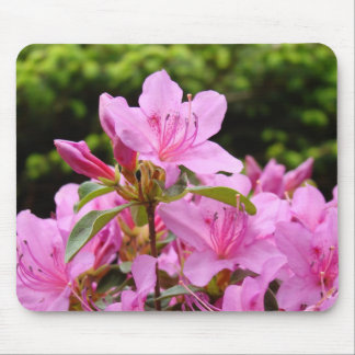 AZALEOR Azalea Blommor MUSDÄCKEN MUSDÄCKEN Musmatta