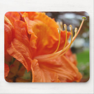 AZALEOR Azalea Blommor MUSDÄCKEN MUSDÄCKEN Musmatta