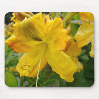 AZALEOR Azaleablommor MUSDÄCKEN MUSDÄCKE Musmatta