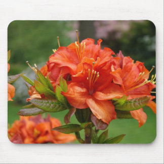 AZALEOR Azaleablommor MUSDÄCKEN MUSDÄCKEN Musmatta