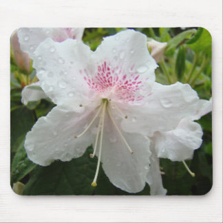 AZALEOR Azaleablommor MUSDÄCKEN MUSDÄCKEN Musmatta