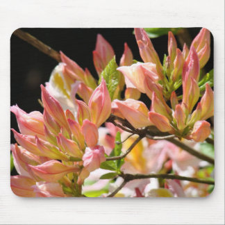 Azaleor MUSMATTOR Rosa Orange Azalea Blommor Konst