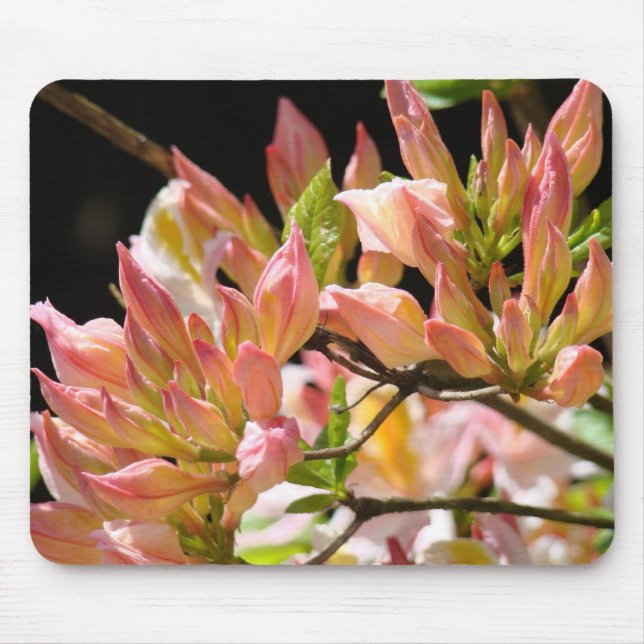 Azaleor MUSMATTOR Rosa Orange Azalea Blommor Konst (Framsidan)