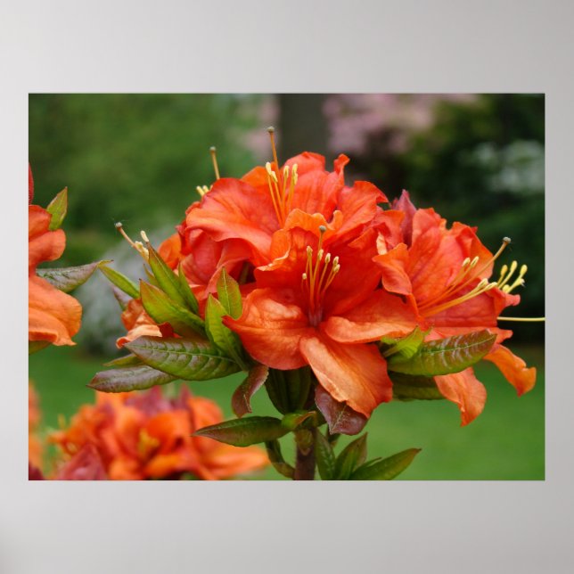 AZALEOR Orange 14 Azalea Blommor Konsttryck Poster (Framsidan)