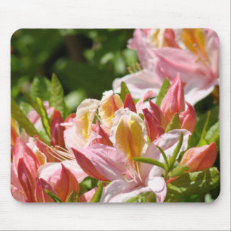 AZALEOR Rosa Azalea-blommor MUSDÄCKEN MUSDÄCKE Musmatta