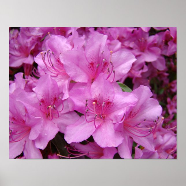 Azaleor Rosa Azaleablommor 11x14 konsttryck Poster (Framsidan)