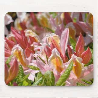 Azaleor Rosa Orange MUSMATT Azalea Blommor Musmatta