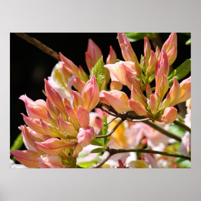 AZALEOR Solbelysta Azaleablommor 9 Konsttryck Affi Poster (Framsidan)