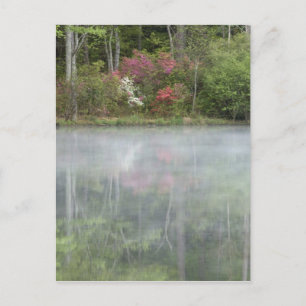 Azaleor som reflekteras i en damm under tidig vykort