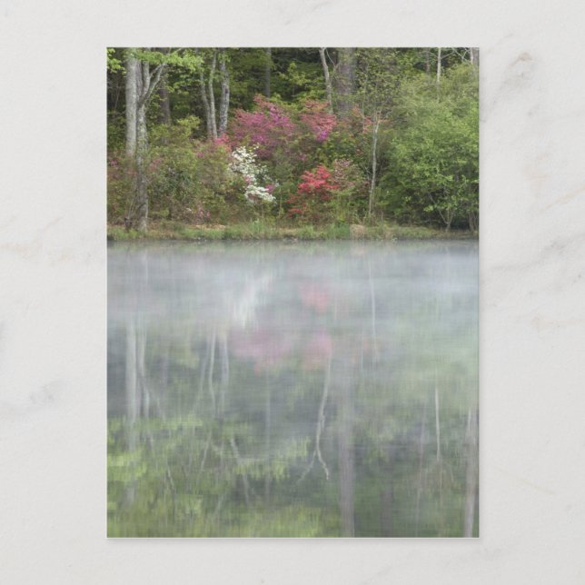 Azaleor som reflekteras i en damm under tidig vykort (Framsida)