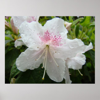 AZALEOR Vita 4 Azalea Blommor Konsttryck Posters