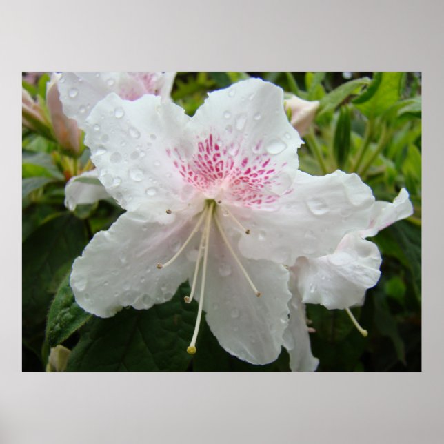 AZALEOR Vita 4 Azalea Blommor Konsttryck Posters (Framsidan)