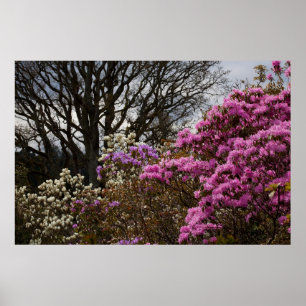 Azalia och Magnolia Poster