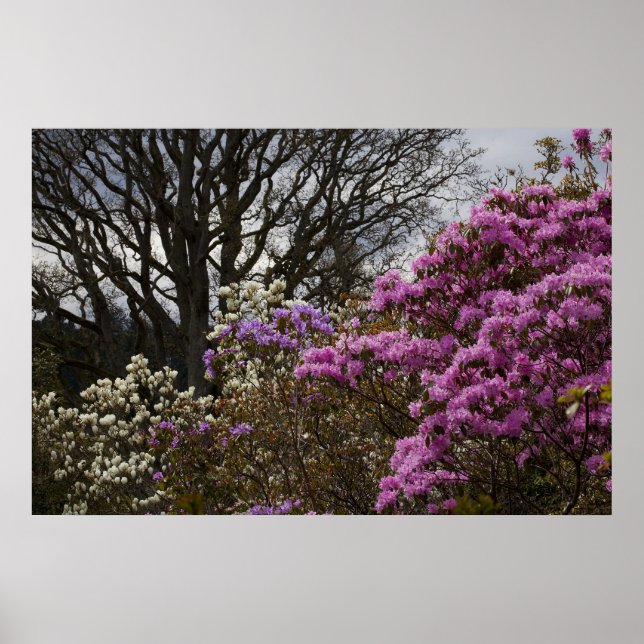 Azalia och Magnolia Poster (Framsidan)