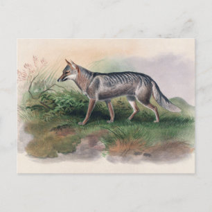 Azaras Fox av Joseph Varg Vykort