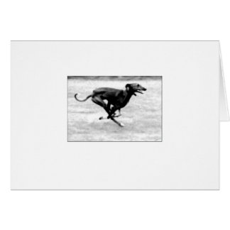 Azawakh kort 3 av David Moore