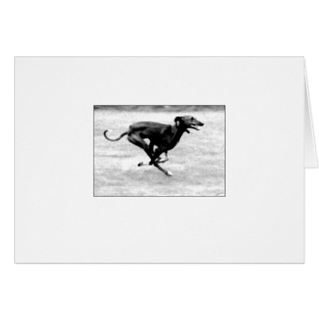 Azawakh kort 3 av David Moore (Framsidan Horizontal)