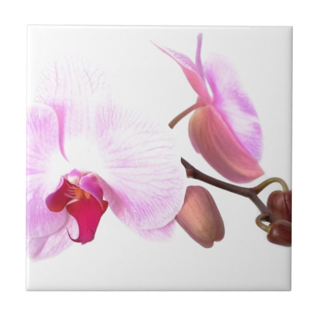 Aziza Orchid-Blommar Kakelplatta (Framsidan)