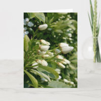 Aztec Pearl - Floral Fotografi
