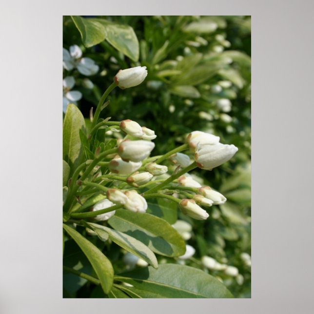 Aztec Pearl Poster (Framsidan)