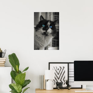 Azur Själ Blå Ögon Svart och Vitt Katt Finkonst Poster