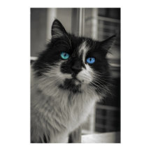 Azur Själ Blå Ögon Svart och Vitt Katt Finkonst