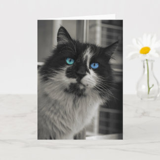 Azur Själ Svart Katt Blå Ögon Grattiskort Kort