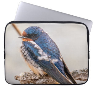 Azure Avian: Barn Sväljer Canadian Vild Bird Laptop Fodral