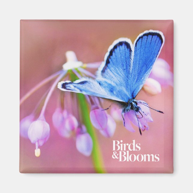 Azure Butterfly Magnet (Framsidan)