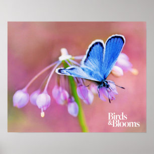 Azure Butterfly Poster