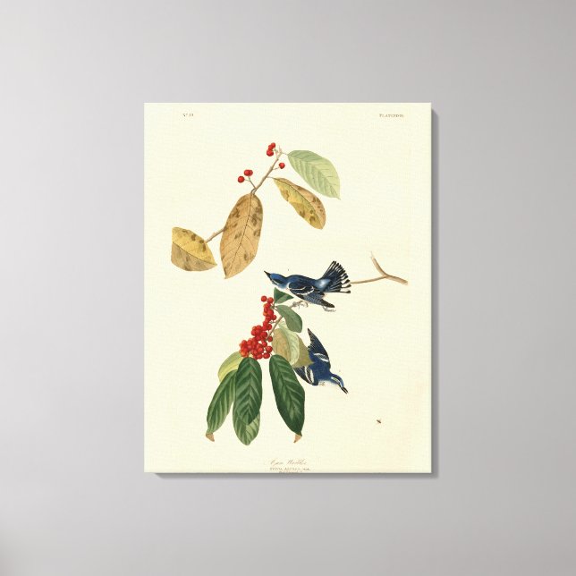 Azure (Cerulean) Warbler, Audubon Birds of America Canvastryck (Framsida)