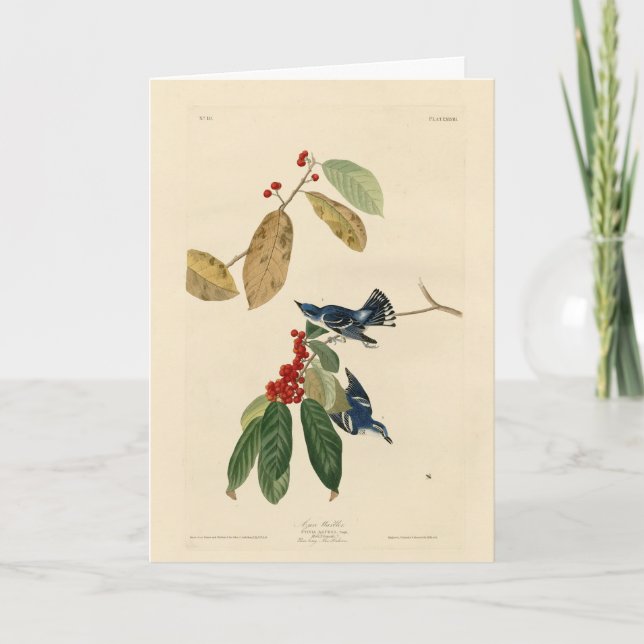 Azure (Cerulean) Warbler, Audubon Birds of America Kort (Framsida)