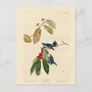 Azure (Cerulean) Warbler, Audubon Birds of America Vykort
