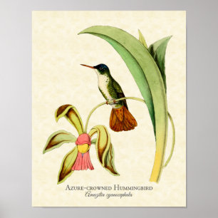 Azure Crowned Hummingbird Art Print Poster