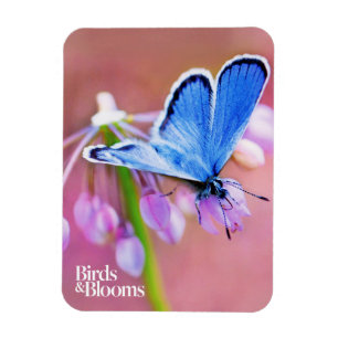 Azure fjäril magnet
