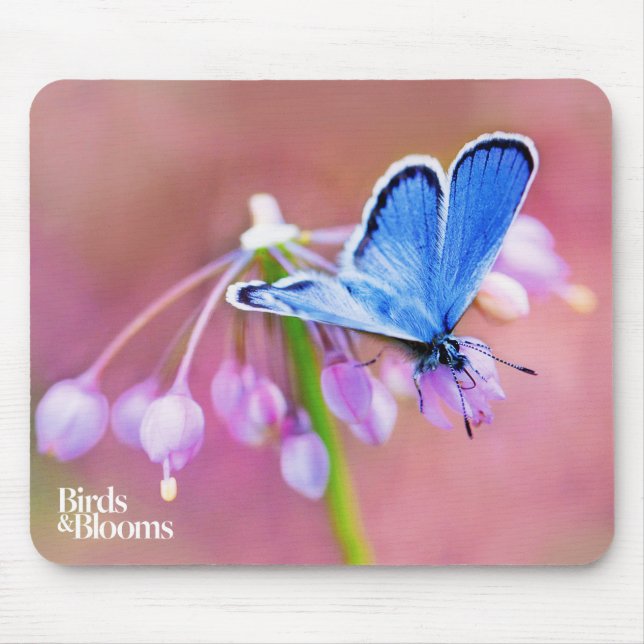 Azure fjäril musmatta (Framsidan)