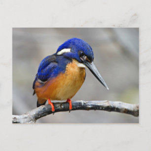 Azure Kingfisher Bird Vykort
