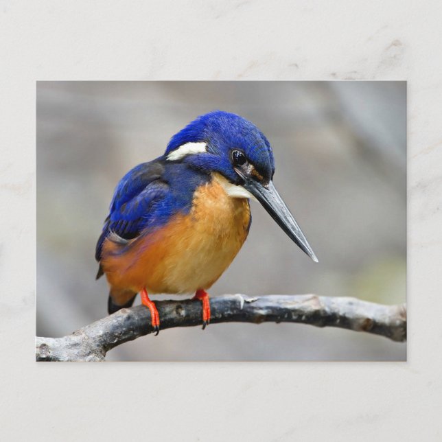 Azure Kingfisher Bird Vykort (Framsida)
