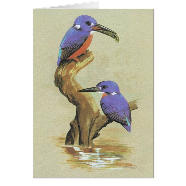 Azure Kingfisher - Ceyx azureus Hälsningskort (Framsidan)