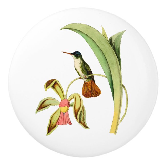 Azure krönad Hummingbird Knopp (Framsidan)