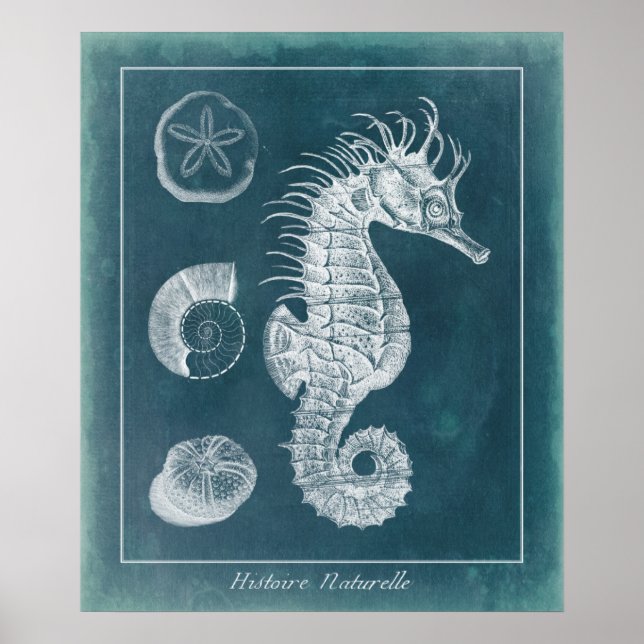 Azure Seahorse Study I Poster (Framsidan)