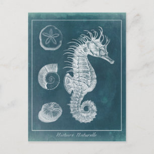 Azure Seahorse Study I Vykort