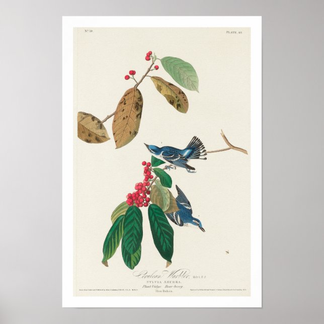 Azure Warbler by Audubon Poster (Framsidan)