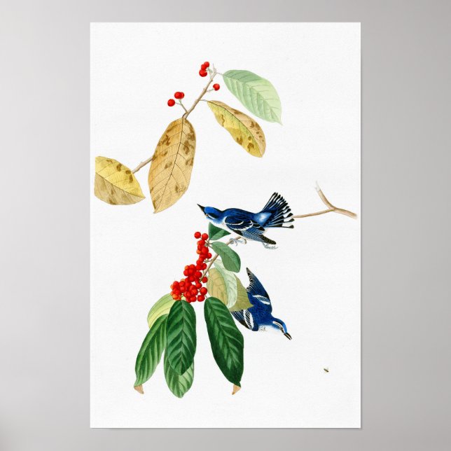 Azure Warbler John James Audubon Birds of America Poster (Framsidan)
