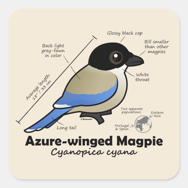 Azure-winged Magpie Statistics Fyrkantigt Klistermärke (Framsida)