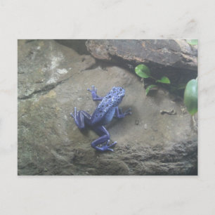 Azureus Poison Dart Frog Vykort